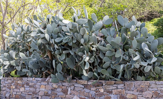Cacti growing wild with big ears in Saint Tropez on the Cote d'azur, French Riviera