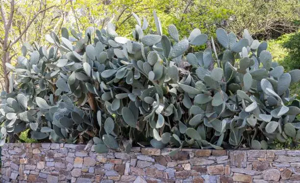 Photo of Cacti growing wild with big ears in Saint Tropez on Cote d'azur, French Riviera