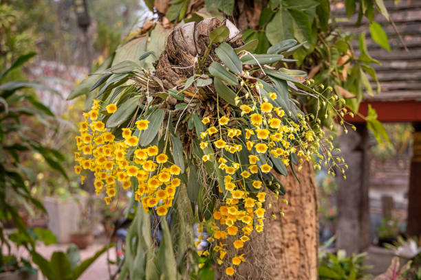 orchidea gialla che cresce su un albero in una strada - dendrobium tropical flower front view plant foto e immagini stock