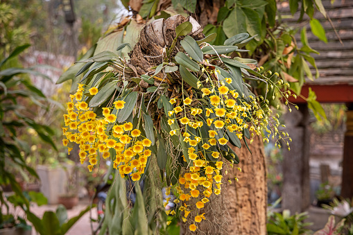 Yellow orchid growing on a tree in the street in Luang Prabang which is the former capital of Laos and today a popular tourist site