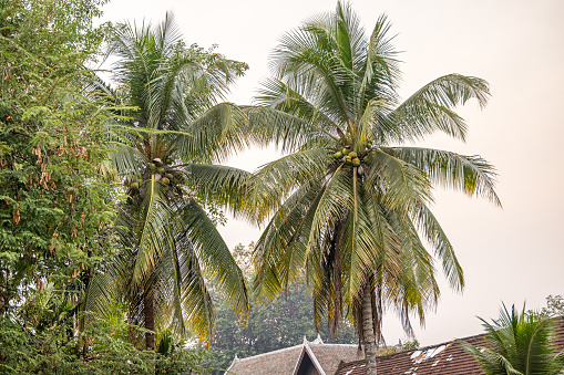 Two large coconut palm trees in the center of Luang Prabang which is the former capital of Laos and today a popular tourist site