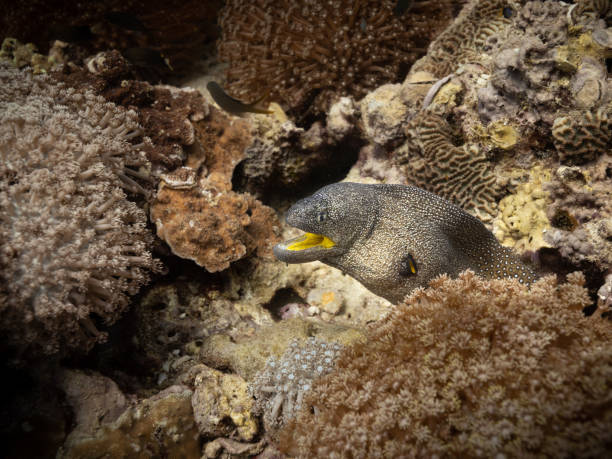 Yellow-edged moray (Gymnothorax flavimarginatus) showing her yellow mouth between corals. Muscat, Oman. Yellow-edged moray (Gymnothorax flavimarginatus) showing her yellow mouth between corals. Muscat, Oman. yellow margined moray eel stock pictures, royalty-free photos & images