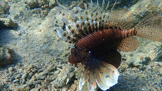 Common lionfish or devil firefish, Indian lionfish (Pterois miles) undersea, Red Sea, Egypt, Sharm El Sheikh, Nabq Bay