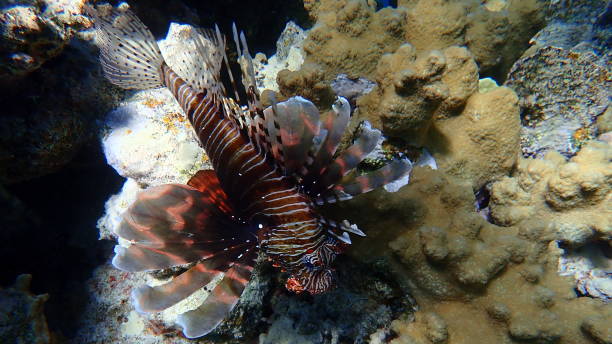 istock Common lionfish or devil firefish, Indian lionfish (Pterois miles) undersea, Red Sea 1495354076