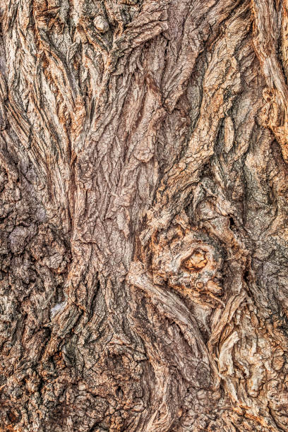 High Resolution Abstract Background Texture Depicting Old Poplar Tree Deeply Grooved Bark Detail stock photo
