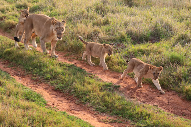 istock African Lioness and Cubs 1495355492