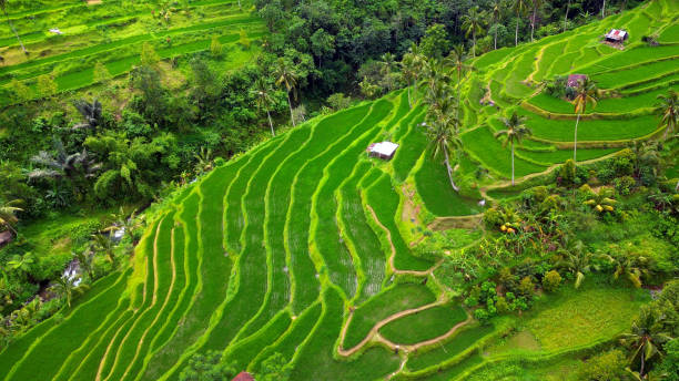 Rice fields in Munduk - Bali. Indonesian. Aerial view of amazing rice fields in Munduk - Bali. Indonesia. jatiluwih rice terraces stock pictures, royalty-free photos & images
