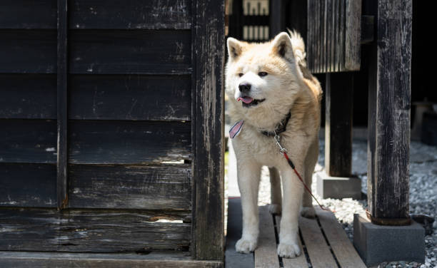 In Akita Prefecture, Japan, an Akita Inu sits enjoying the view.