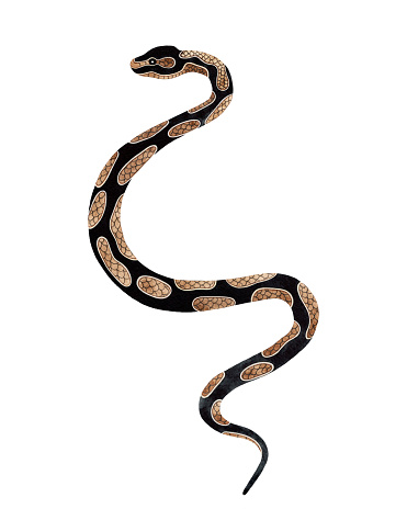 Watercolour Python Watercolor Python Snake Illustration Isolated On White Background ...