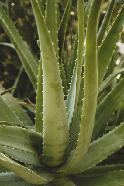 istock aloe vera plant; nature background 1495358195