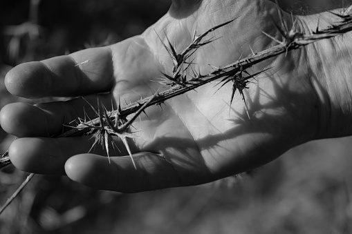 The thistle thorns. Man's palm. Selective focus. Black and white.