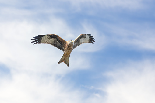 A red kite with spread wings in front of a blue-white sky