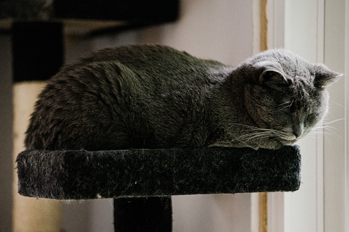 A grey cat resting on a cat tower, paws tucked inwards.