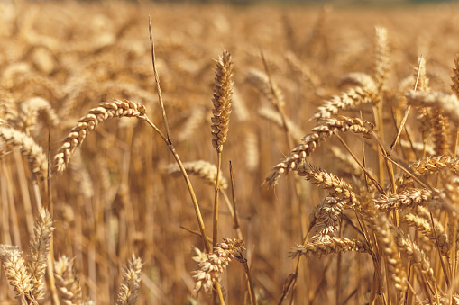 Closeup of wheat field on a sunny day