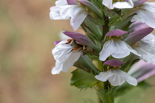 A bee with legs full of yellow pollen entering the interior of a flower of acanthus mollis, commonly known as bear's breeches, sea dock, bearsfoot