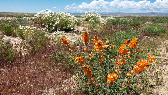 Orange and white desert wildflowers and grasses in springtime.