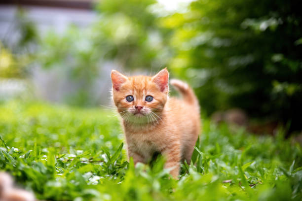 istock Cat, orange kitten in the grass, looking at the camera curiously. 1495361926