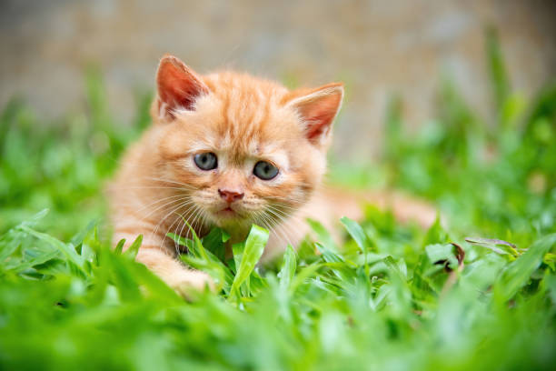 istock The orange kitten lies peacefully on the lawn. 1495362798
