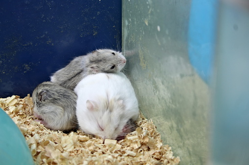 Here you can see a small hamster family. Next to the huge white father animal the female looks almost too tiny. On the back of the father rests the baby animal.