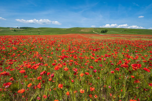 istock Blooming poppy field 1495364524