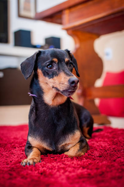 istock Cute dachshund pet dog in home setting. 1495364573