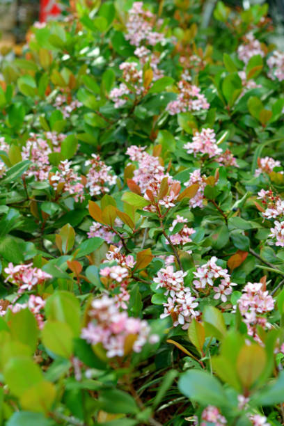 istock Rhaphiolepis indica/India hawthorn:Dense, Broad-leaved Evergreen Shrub with Small, Fragrant White or Pink Flowers 1495365027