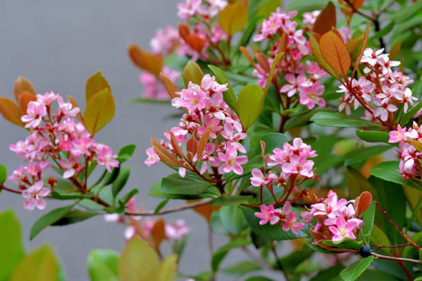 Rhaphiolepis indica/India hawthorn:Dense, Broad-leaved Evergreen Shrub with Small, Fragrant White or Pink Flowers Rhaphiolepis indica, commonly known as India hawthorn, is a dense, broad-leaved evergreen shrub that typically grows to 4-6’ tall and as wide. Native to southern China, it grows in other Asian countries, including Japan, and Australia. It features serrate, oblong, dak-green leaves. Fragrant, white to light pink flowers bloom in spring in clusters. Flowers are followed by small dark blue berries. indian hawthorn stock pictures, royalty-free photos & images