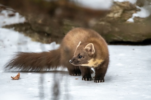 A close-up shot of a European pine marten with a wintery landscape on the background