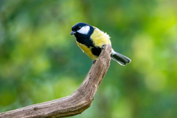 istock a small yellow black and white bird sitting on a tree branch 1495366440