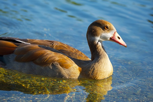 close-up of Egyptian goose floating on the water