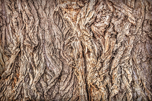 Weathered tree trunk textured background