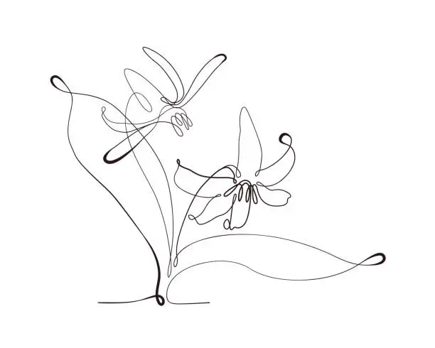 Vector illustration of Trout Lily Flower Continuous Line Drawing with Varying Width Editable Stroke