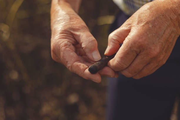 Close-up of a hand opening a soyabean in the field shot from above