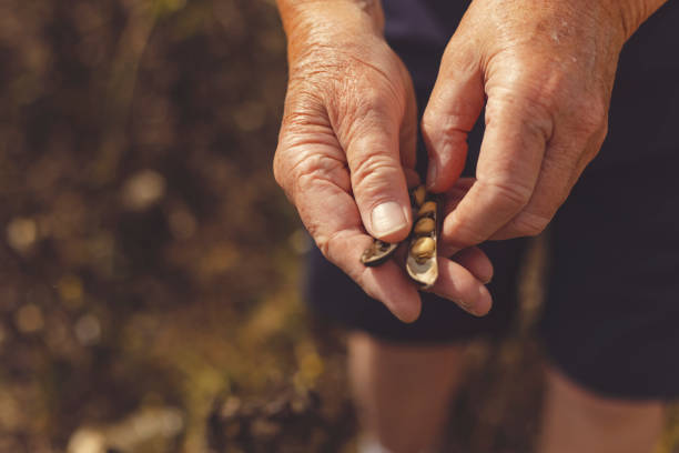 Close-up of a hand opening a soyabean in the field shot from above