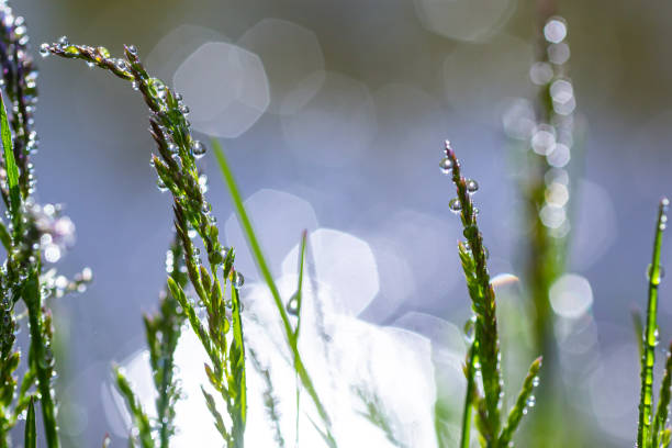 istock Fresh green grass with dew drops close up. Water drips on the fresh grass after rain. Light morning dew on the green grass 1495370633