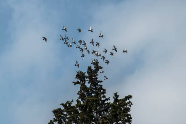 istock Flock of pigeons 1495370866