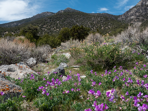 Wildflowers and rocks with desert peak background.