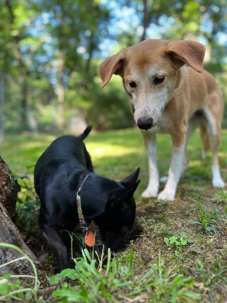 istock Pet dog digs hole 1495371084
