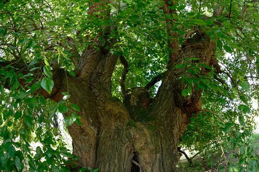 tree in the forest, photo as a background