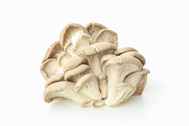 istock Tasty oyster mushrooms on white background, close up 1495372896