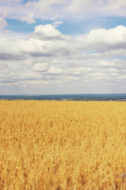 Rural golden wheat field on a sunny day