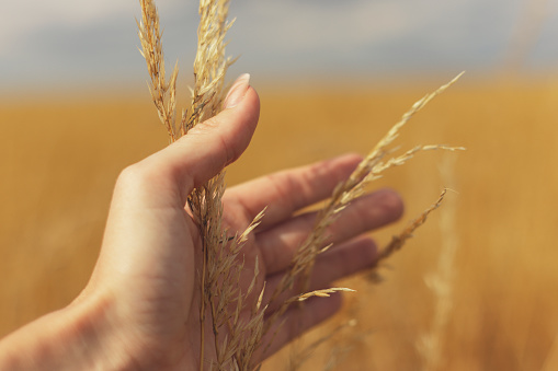 Female hand touching wheat in the field on a sunny day