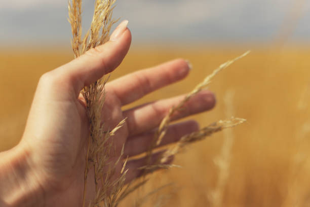 Female hand touching wheat in the field on a sunny day