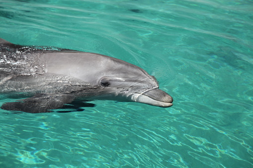 dolphin underwater on the blue ocean background looking at you