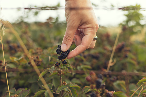 Close up view of a mans hands collecting organic jucy blackberries from the filed