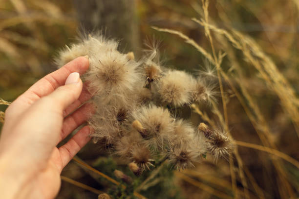 Closeup of a female hand touching dry wild flowers on a field