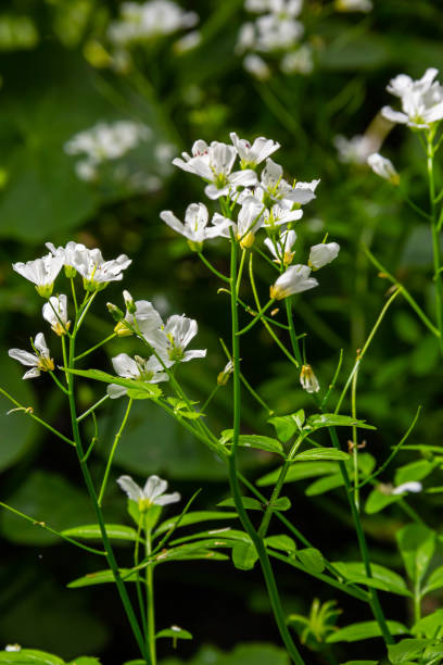 Cardamine amara, known as large bitter-cress. Spring forest. floral background of a blooming plant Cardamine amara, known as large bitter-cress. Spring forest. floral background of a blooming plant. cardamine amara stock pictures, royalty-free photos & images