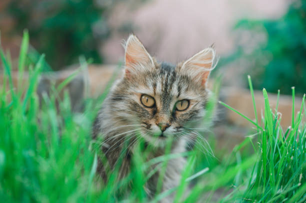 istock Cute tabby kitten sitting on the grass. Selective focus. 1495376307