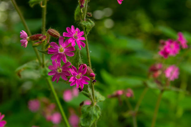 Flower head of the coliche plant, Silene vulgaris. Focus stacking technique with multiple photographs