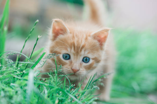 istock Cute little ginger kitten with blue eyes sitting on green grass. 1495376379